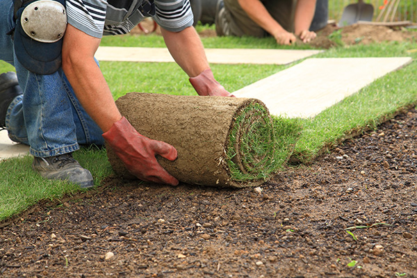 Landscape renovation